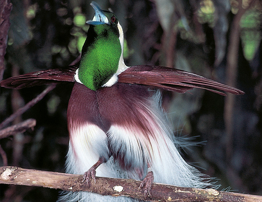 Image of Emperor Bird-of-paradise