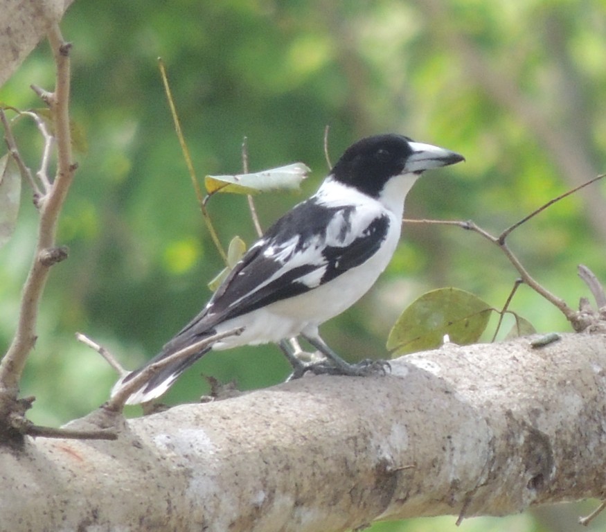 Image of Black-backed Butcherbird