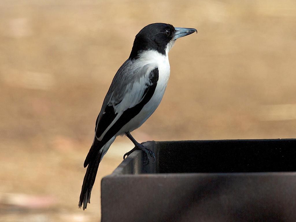 Image of Silver-backed Butcherbird