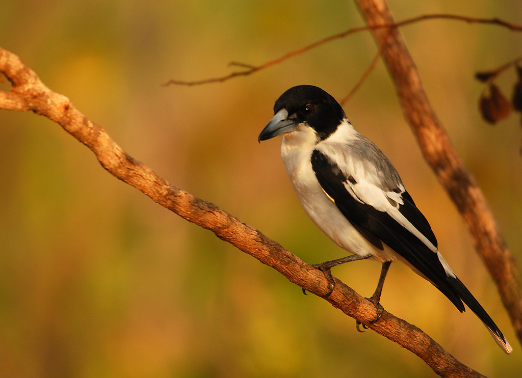 Image of Silver-backed Butcherbird