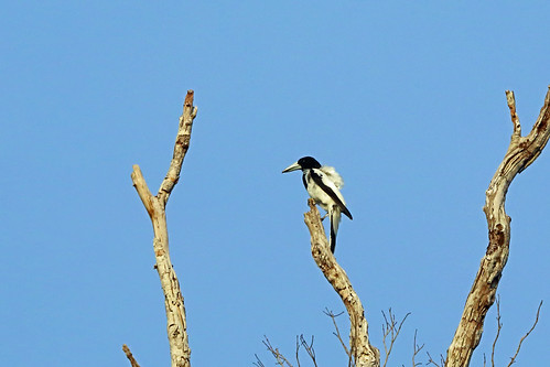 Image of Hooded Butcherbird