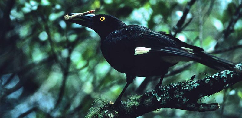Image of Tagula Butcherbird