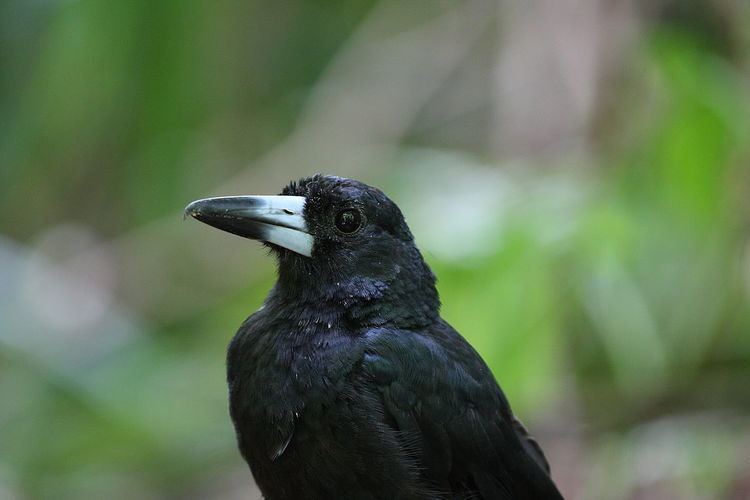 Image of Black Butcherbird