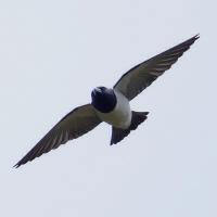 Image of Great Woodswallow