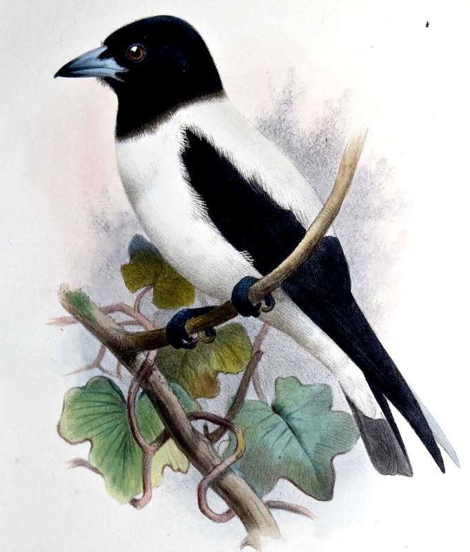 Image of White-backed Woodswallow