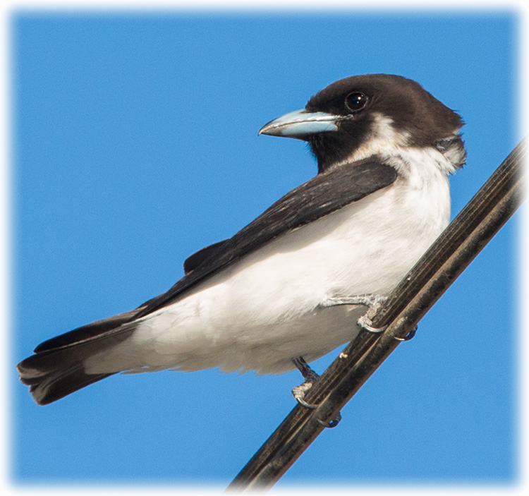 Image of Fiji Woodswallow