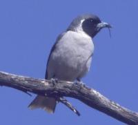 Image of Masked Woodswallow