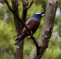 Image of White-browed Woodswallow (Male)