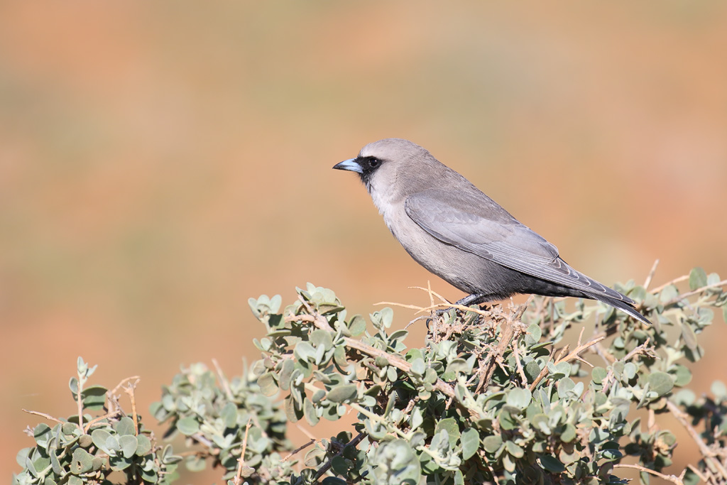 Image of Black-faced Woodswallow