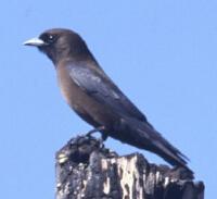 Image of Little Woodswallow