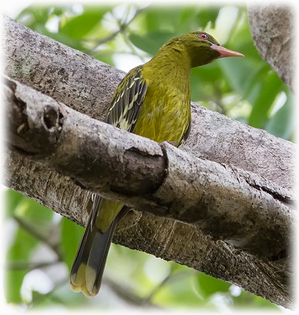 Image of Green Oriole