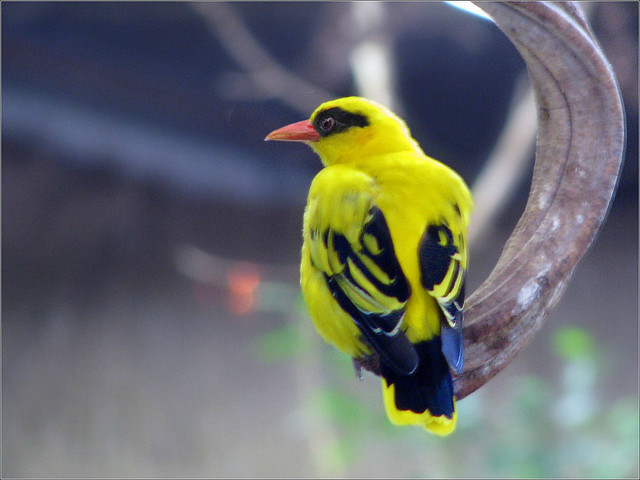Image of African Golden-Oriole