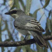 Image of White-bellied Cuckoo-shrike