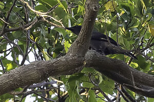 Image of Blackish Cicadabird