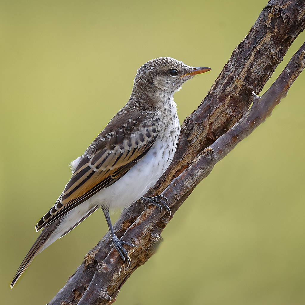 Image of White-winged Triller