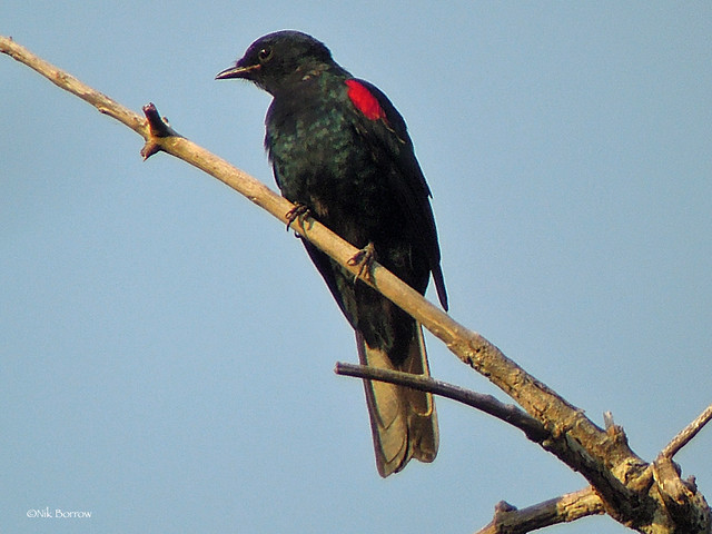 Image of Red-shouldered Cuckooshrike