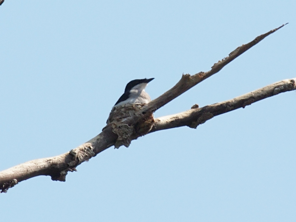 Image of Black-winged Flycatcher-shrike