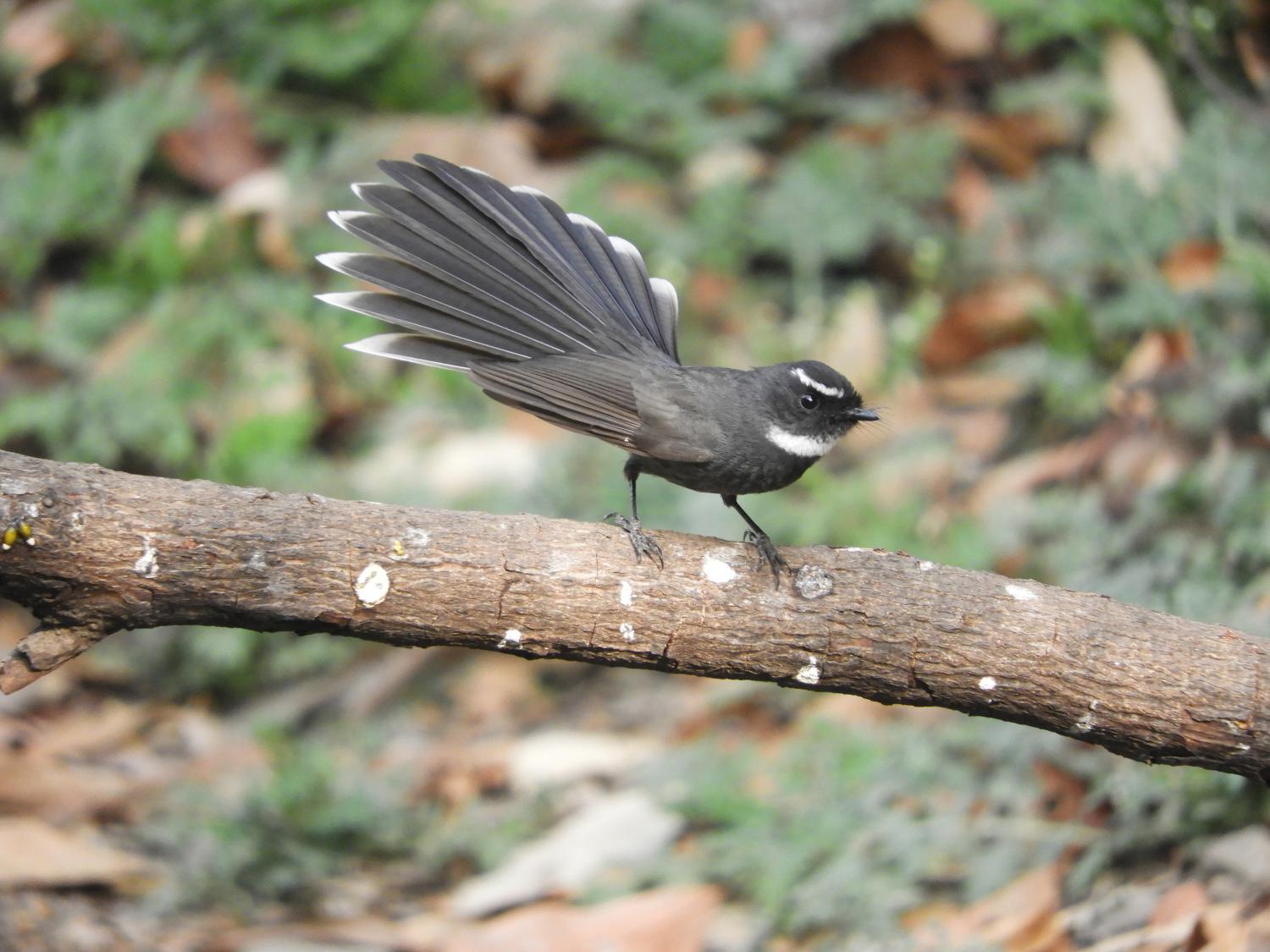 Image of White-throated Fantail