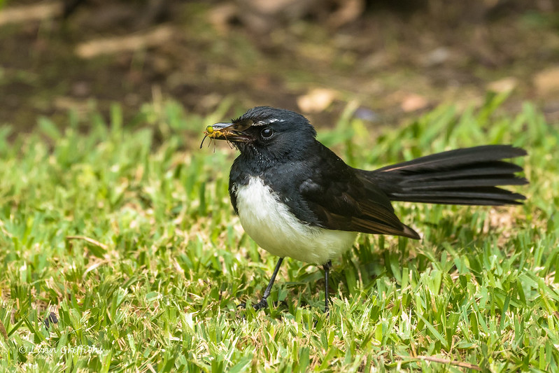 Image of White-bellied Fantail