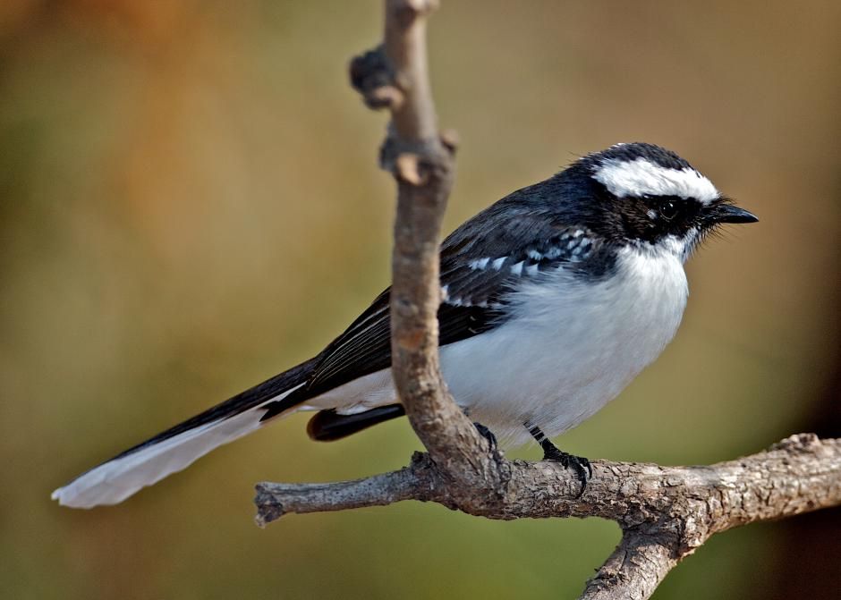 Image of White-browed Fantail