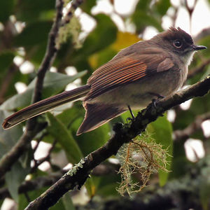 Image of Brown-capped Fantail