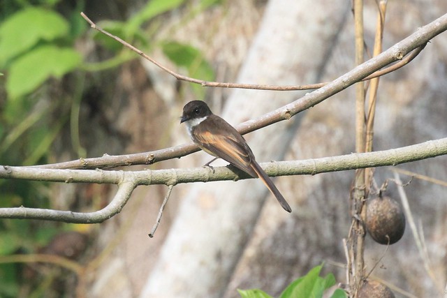 Image of Cinnamon-tailed Fantail