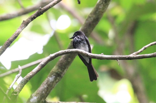 Image of White-winged Fantail