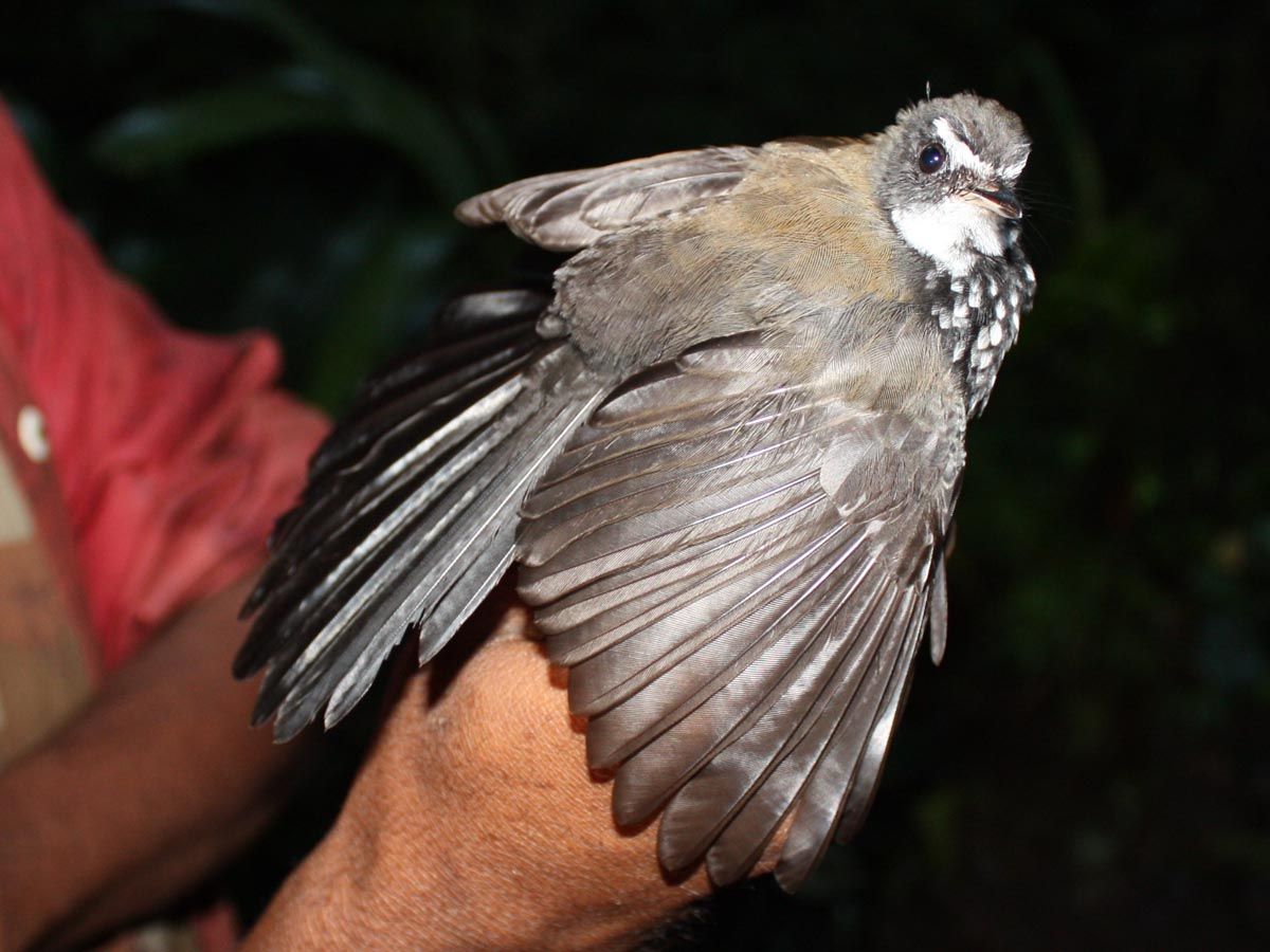 Image of Sooty Thicket-Fantail
