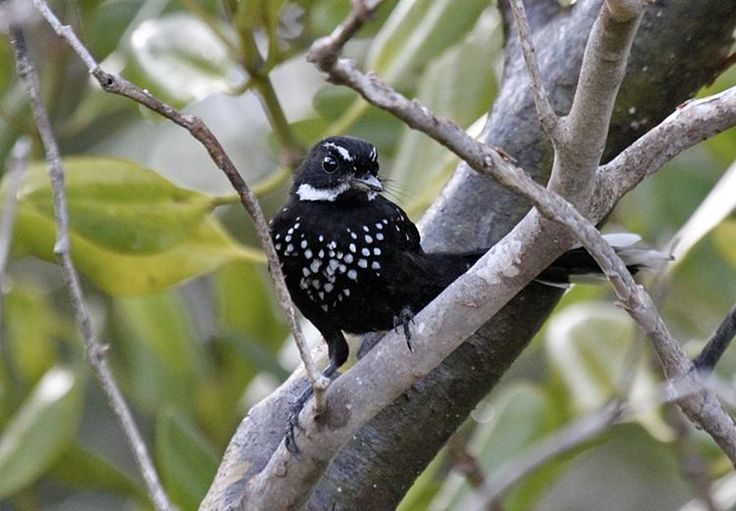 Image of Black Thicket-Fantail