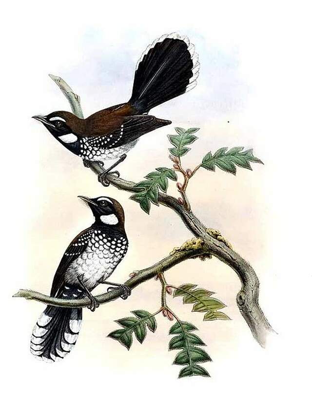 Image of White-bellied Thicket-Fantail