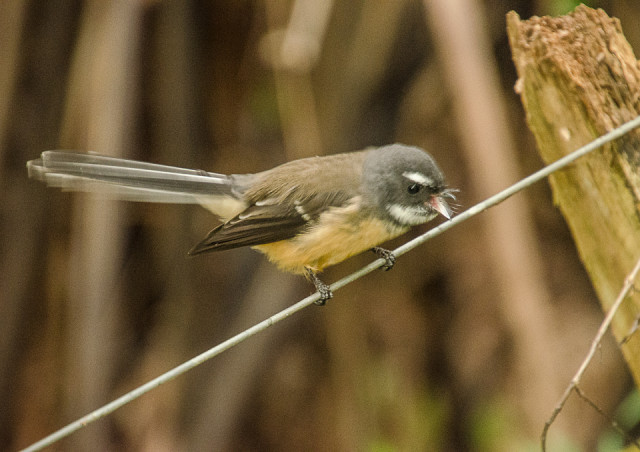Image of Friendly Fantail