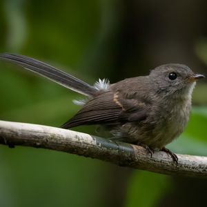 Image of Rennell Fantail