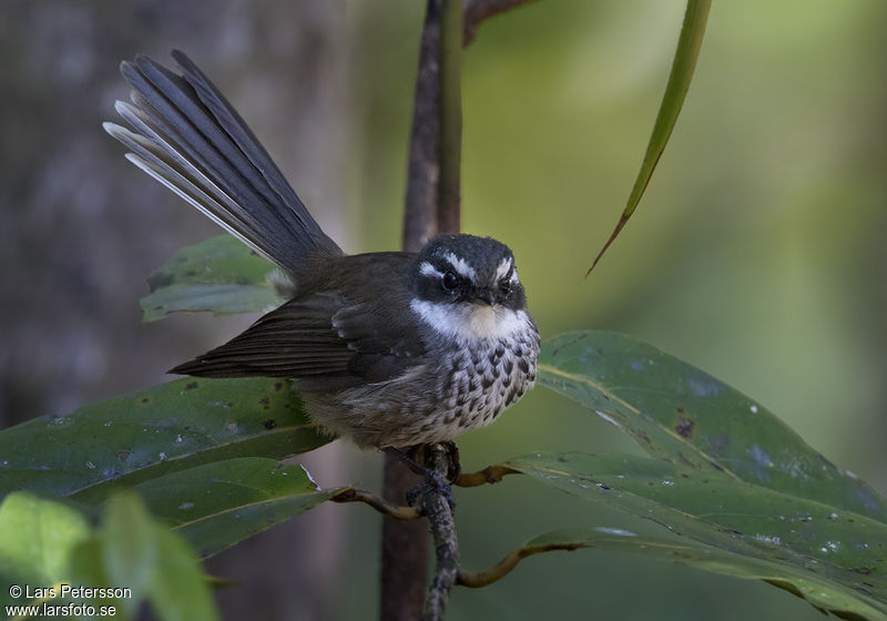 Image of New Caledonia Streaked Fantail