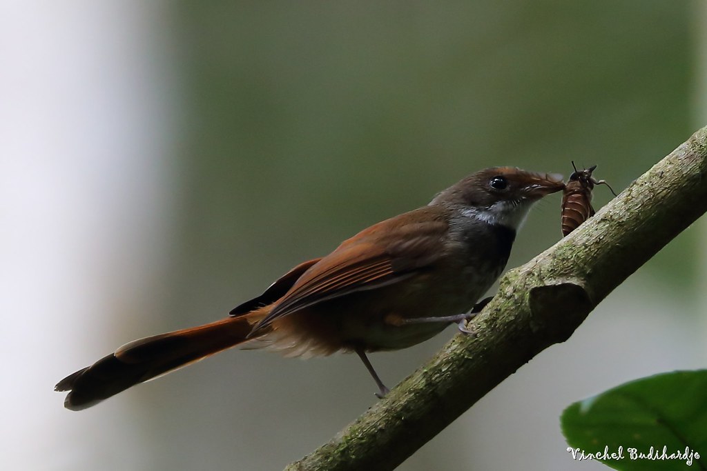 Image of Rusty-bellied Fantail