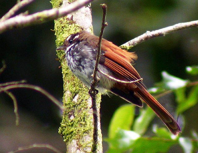 Image of Streaky-breasted Fantail