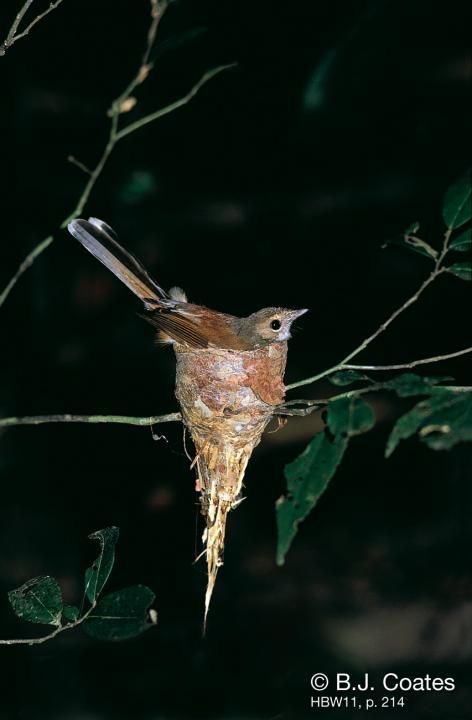 Image of Rufous-backed Fantail