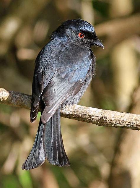 Image of Drongo Fantail