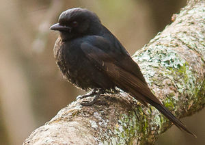 Image of Square-tailed Drongo