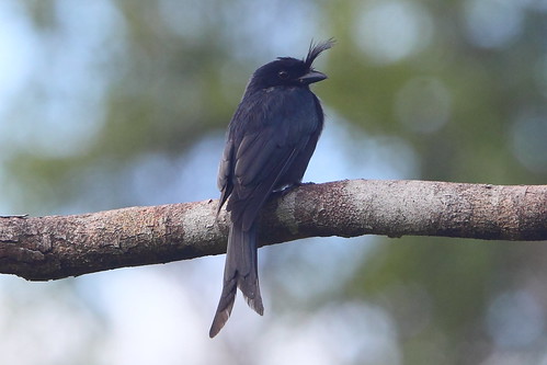 Image of Crested Drongo