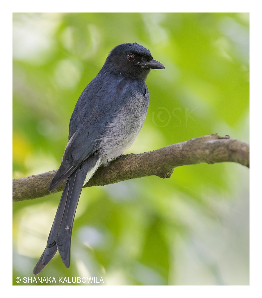 Image of White-bellied Drongo