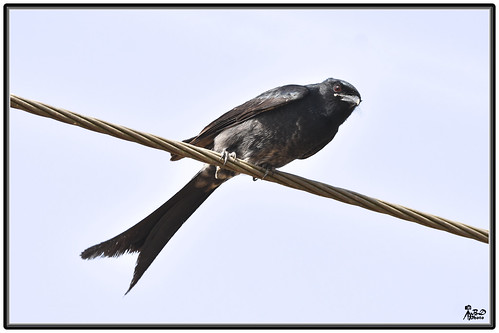 Image of Crow-billed Drongo