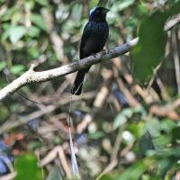 Image of Lesser Racquet-tailed Drongo