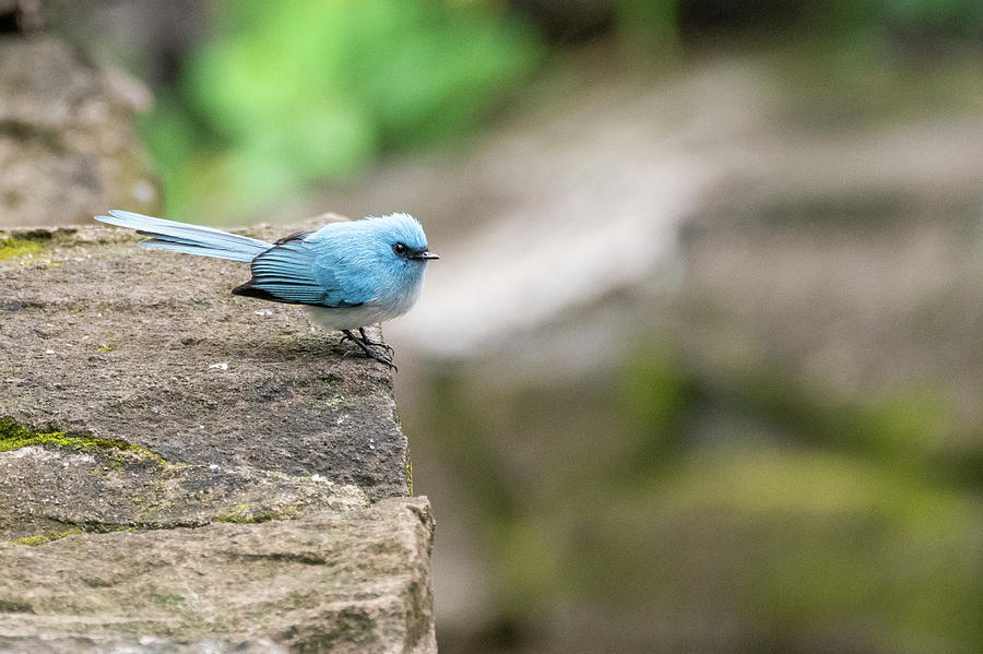 Image of African Blue-Flycatcher