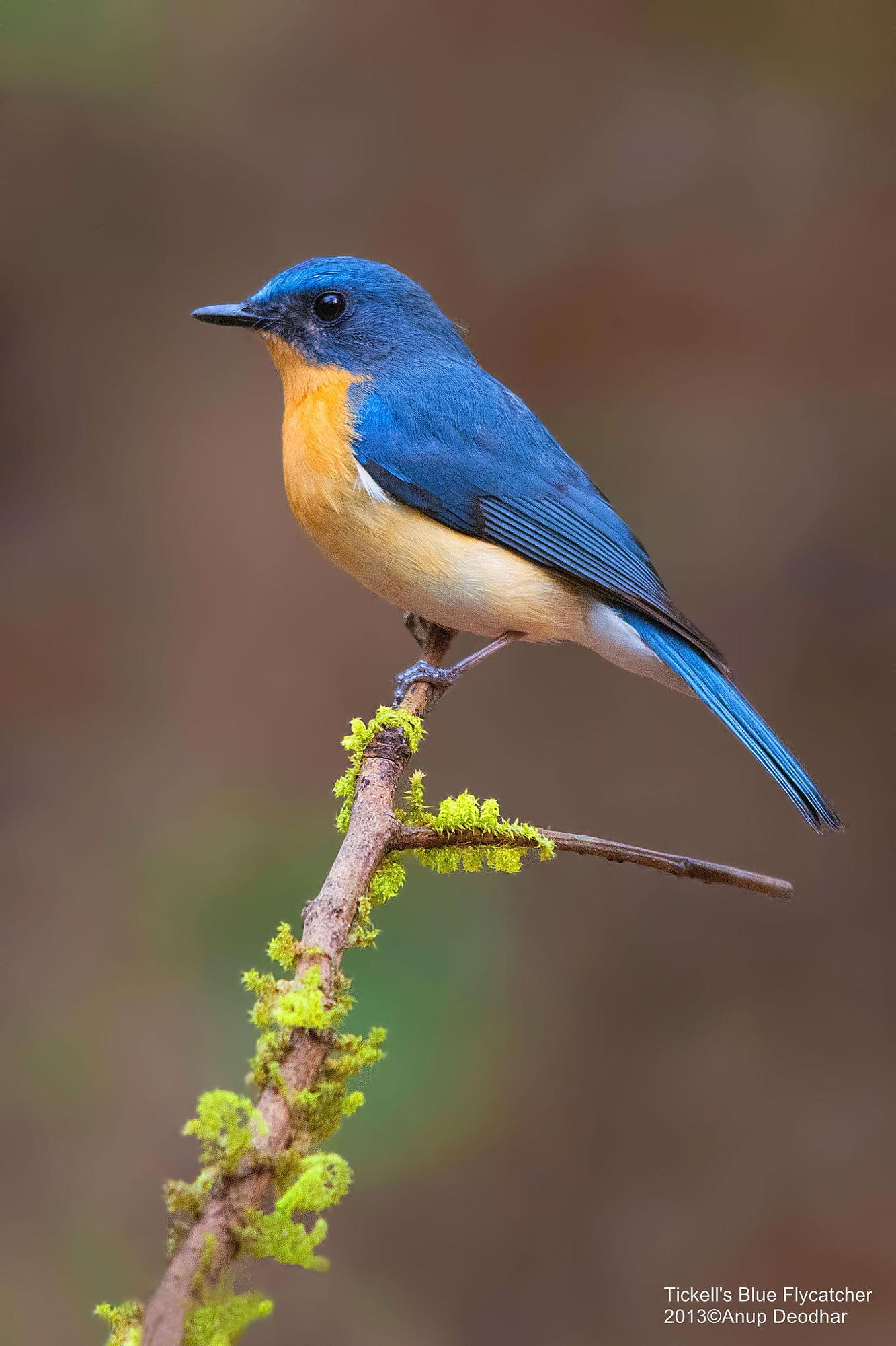 Image of White-tailed Blue-Flycatcher