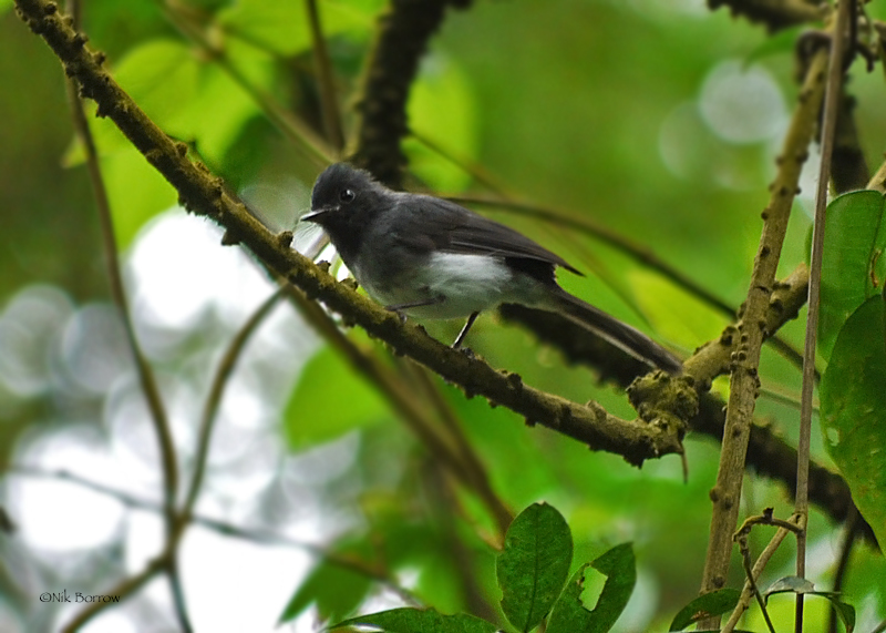 Image of White-bellied Crested-flycatcher