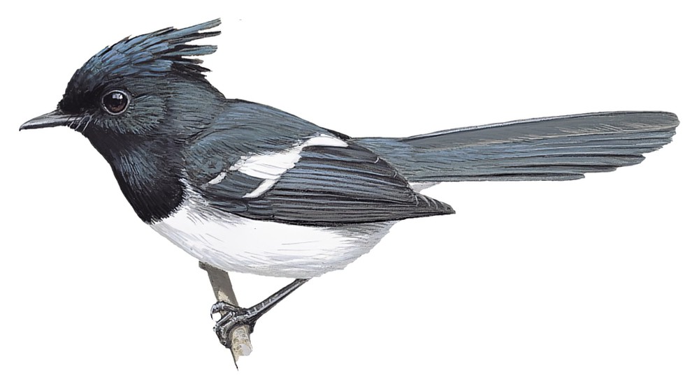 Image of Blue-headed Crested-Flycatcher