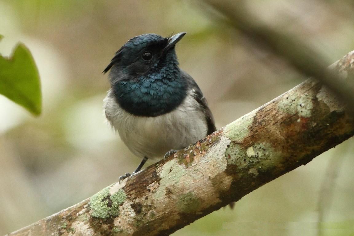 Image of Southern Crested-flycatcher