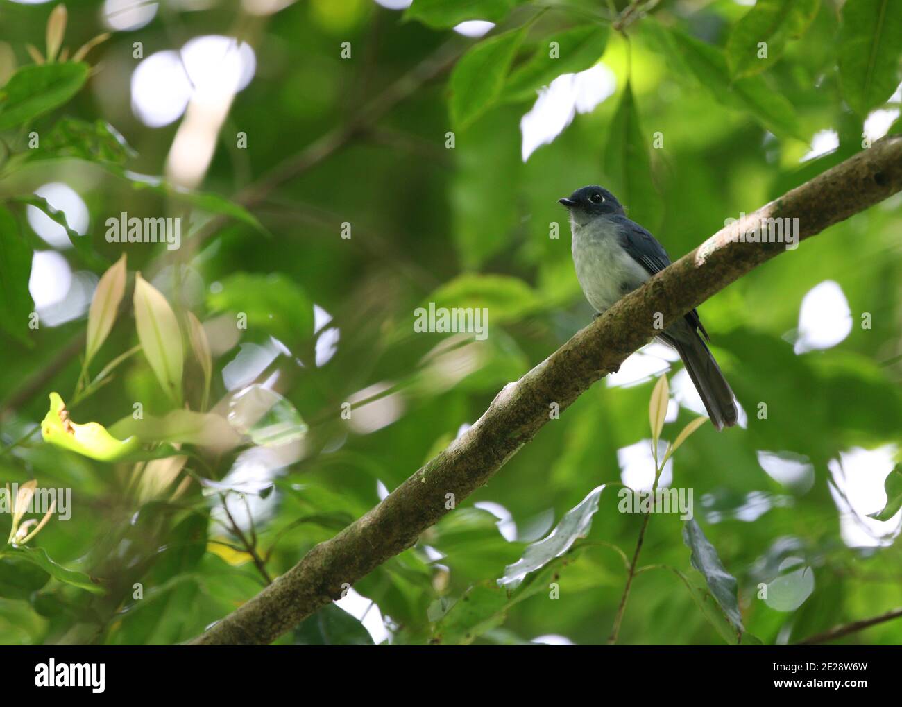 Image of Cerulean Paradise-flycatcher