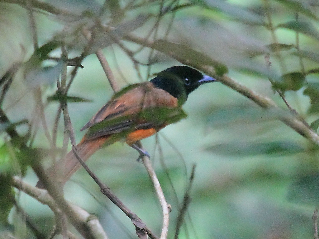 Image of Red-bellied Paradise-flycatcher