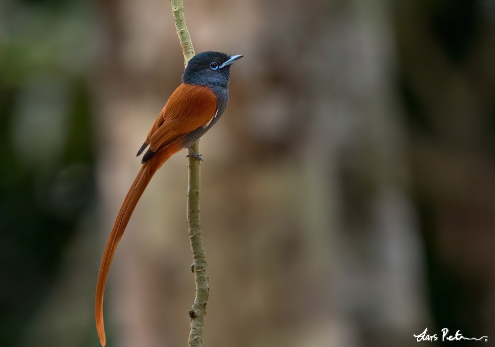 Image of Rufous-vented Paradise-flycatcher